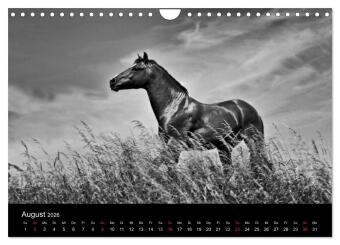 Pferde 2026 Wild Thing (Wandkalender 2026 DIN A4 quer), CALVENDO Monatskalender