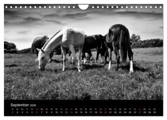 Pferde 2026 Wild Thing (Wandkalender 2026 DIN A4 quer), CALVENDO Monatskalender