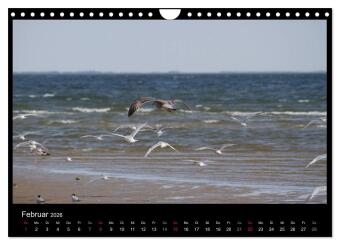 Texel, eine Perle Hollands (Wandkalender 2026 DIN A4 quer), CALVENDO Monatskalender