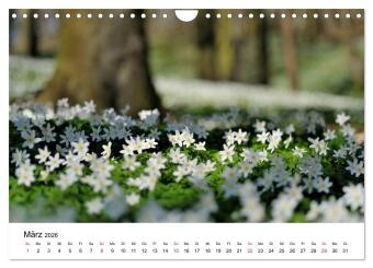 Insel Rügen Impressionen (Wandkalender 2026 DIN A4 quer), CALVENDO Monatskalender