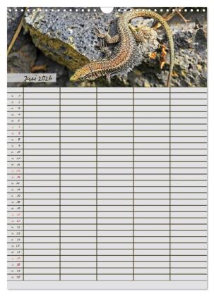 Tierischer Familienplaner (Wandkalender 2026 DIN A3 hoch), CALVENDO Monatskalender
