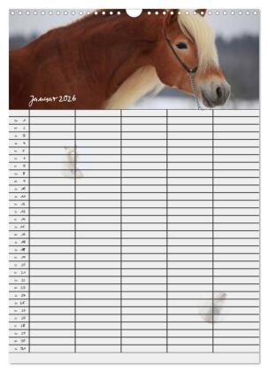 Haflinger Pferde - Stall- und Familienplaner 2026 (Wandkalender 2026 DIN A3 hoch), CALVENDO Monatskalender