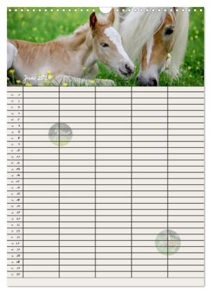 Haflinger Pferde - Stall- und Familienplaner 2026 (Wandkalender 2026 DIN A3 hoch), CALVENDO Monatskalender