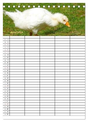 Bauernhoftiere Familienplaner (Tischkalender 2026 DIN A5 hoch), CALVENDO Monatskalender