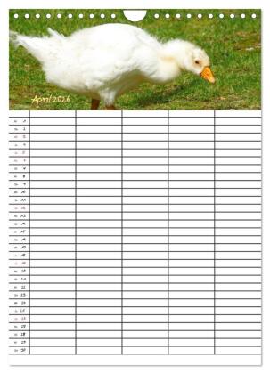 Bauernhoftiere Familienplaner (Wandkalender 2026 DIN A4 hoch), CALVENDO Monatskalender