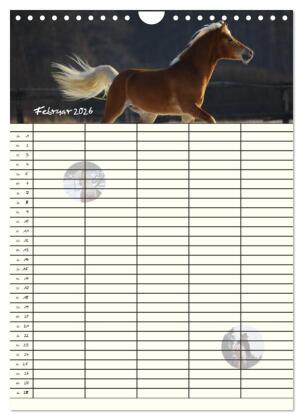 Haflinger Pferde - Stall- und Familienplaner 2026 (Wandkalender 2026 DIN A4 hoch), CALVENDO Monatskalender