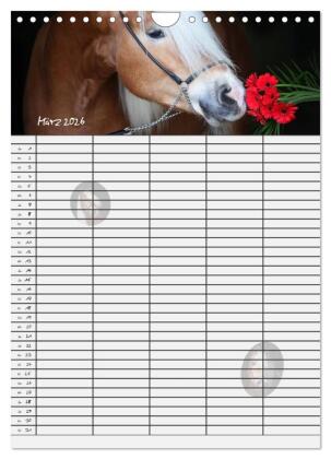 Haflinger Pferde - Stall- und Familienplaner 2026 (Wandkalender 2026 DIN A4 hoch), CALVENDO Monatskalender