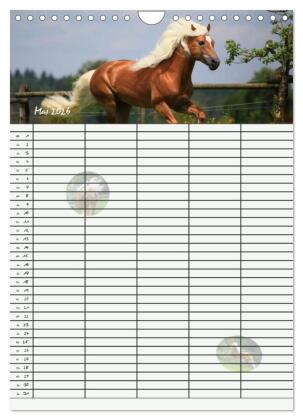 Haflinger Pferde - Stall- und Familienplaner 2026 (Wandkalender 2026 DIN A4 hoch), CALVENDO Monatskalender