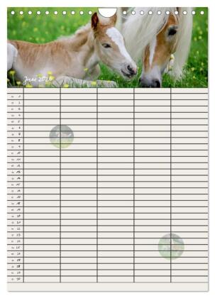 Haflinger Pferde - Stall- und Familienplaner 2026 (Wandkalender 2026 DIN A4 hoch), CALVENDO Monatskalender
