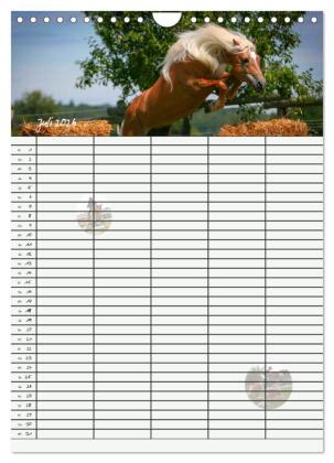 Haflinger Pferde - Stall- und Familienplaner 2026 (Wandkalender 2026 DIN A4 hoch), CALVENDO Monatskalender