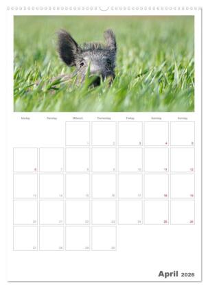 Rehe & Co / Planer (hochwertiger Premium Wandkalender 2026 DIN A2 hoch), Kunstdruck in Hochglanz