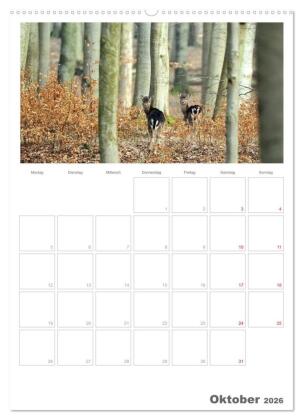 Rehe & Co / Planer (hochwertiger Premium Wandkalender 2026 DIN A2 hoch), Kunstdruck in Hochglanz