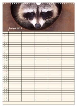 Waschbären Familienplaner (Wandkalender 2026 DIN A3 hoch), CALVENDO Monatskalender