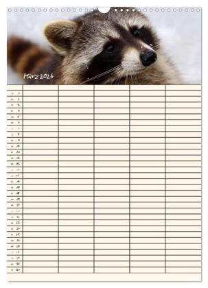 Waschbären Familienplaner (Wandkalender 2026 DIN A3 hoch), CALVENDO Monatskalender