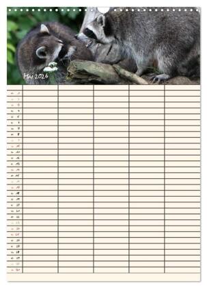 Waschbären Familienplaner (Wandkalender 2026 DIN A3 hoch), CALVENDO Monatskalender