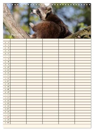 Waschbären Familienplaner (Wandkalender 2026 DIN A3 hoch), CALVENDO Monatskalender
