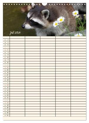 Waschbären Familienplaner (Wandkalender 2026 DIN A3 hoch), CALVENDO Monatskalender