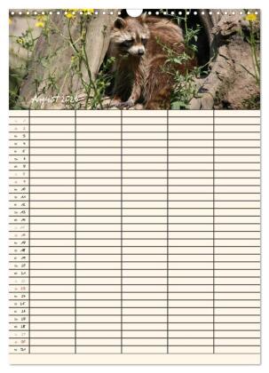 Waschbären Familienplaner (Wandkalender 2026 DIN A3 hoch), CALVENDO Monatskalender