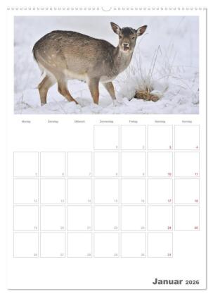 Rehe & Co / Planer (Wandkalender 2026 DIN A2 hoch), CALVENDO Monatskalender