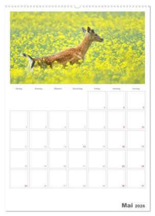 Rehe & Co / Planer (Wandkalender 2026 DIN A2 hoch), CALVENDO Monatskalender