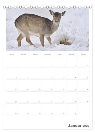 Rehe & Co / Planer (Tischkalender 2026 DIN A5 hoch), CALVENDO Monatskalender