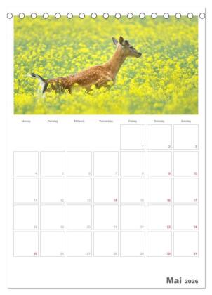 Rehe & Co / Planer (Tischkalender 2026 DIN A5 hoch), CALVENDO Monatskalender