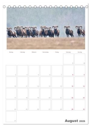 Rehe & Co / Planer (Tischkalender 2026 DIN A5 hoch), CALVENDO Monatskalender