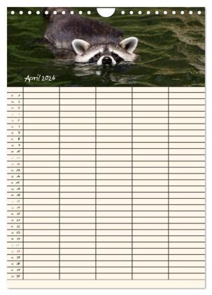 Waschbären Familienplaner (Wandkalender 2026 DIN A4 hoch), CALVENDO Monatskalender