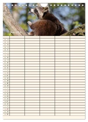 Waschbären Familienplaner (Wandkalender 2026 DIN A4 hoch), CALVENDO Monatskalender