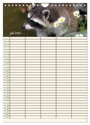 Waschbären Familienplaner (Wandkalender 2026 DIN A4 hoch), CALVENDO Monatskalender