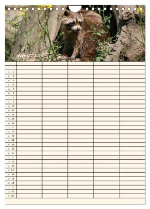Waschbären Familienplaner (Wandkalender 2026 DIN A4 hoch), CALVENDO Monatskalender