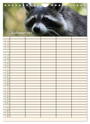 Waschbären Familienplaner (Wandkalender 2026 DIN A4 hoch), CALVENDO Monatskalender