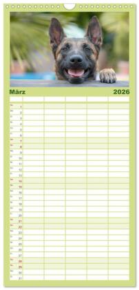 Familienplaner 2026 - Belgischer Schäferhund - Der Malinois mit 5 Spalten (Wandkalender, 21 x 45 cm) CALVENDO