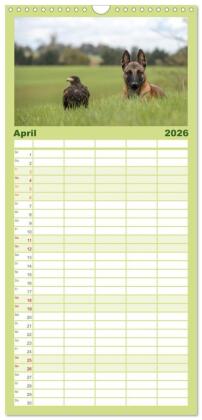 Familienplaner 2026 - Belgischer Schäferhund - Der Malinois mit 5 Spalten (Wandkalender, 21 x 45 cm) CALVENDO
