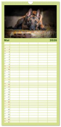 Familienplaner 2026 - Belgischer Schäferhund - Der Malinois mit 5 Spalten (Wandkalender, 21 x 45 cm) CALVENDO