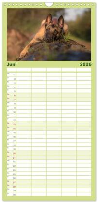 Familienplaner 2026 - Belgischer Schäferhund - Der Malinois mit 5 Spalten (Wandkalender, 21 x 45 cm) CALVENDO