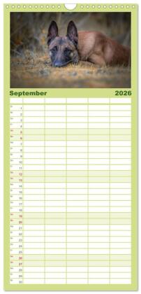 Familienplaner 2026 - Belgischer Schäferhund - Der Malinois mit 5 Spalten (Wandkalender, 21 x 45 cm) CALVENDO