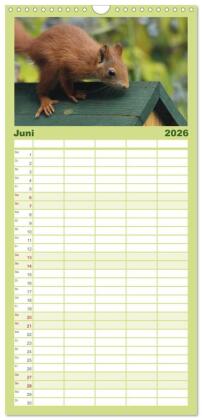 Familienplaner 2026 - Eichhörnchen Kinder mit 5 Spalten (Wandkalender, 21 x 45 cm) CALVENDO