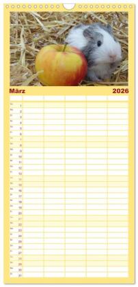 Familienplaner 2026 - Familienplaner MEERSCHWEINCHEN verzaubern uns mit 5 Spalten (Wandkalender, 21 x 45 cm) CALVENDO