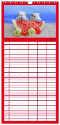 Familienplaner 2026 - Familienplaner MEERSCHWEINCHEN verzaubern uns mit 5 Spalten (Wandkalender, 21 x 45 cm) CALVENDO