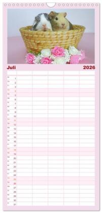 Familienplaner 2026 - Familienplaner MEERSCHWEINCHEN verzaubern uns mit 5 Spalten (Wandkalender, 21 x 45 cm) CALVENDO