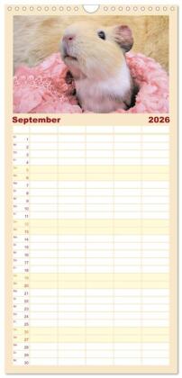 Familienplaner 2026 - Familienplaner MEERSCHWEINCHEN verzaubern uns mit 5 Spalten (Wandkalender, 21 x 45 cm) CALVENDO