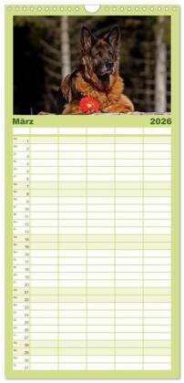 Familienplaner 2026 - Der Schäferhunde Familienplaner hoch mit 5 Spalten (Wandkalender, 21 x 45 cm) CALVENDO