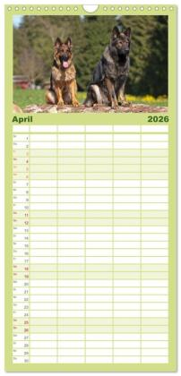 Familienplaner 2026 - Der Schäferhunde Familienplaner hoch mit 5 Spalten (Wandkalender, 21 x 45 cm) CALVENDO