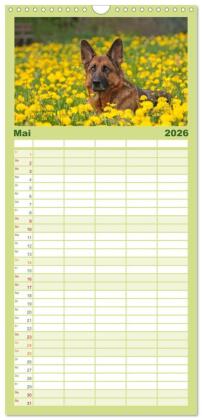 Familienplaner 2026 - Der Schäferhunde Familienplaner hoch mit 5 Spalten (Wandkalender, 21 x 45 cm) CALVENDO
