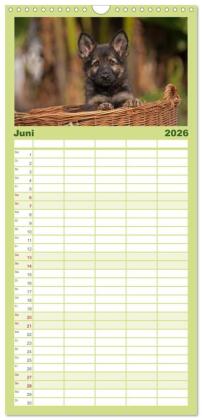 Familienplaner 2026 - Der Schäferhunde Familienplaner hoch mit 5 Spalten (Wandkalender, 21 x 45 cm) CALVENDO
