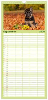 Familienplaner 2026 - Der Schäferhunde Familienplaner hoch mit 5 Spalten (Wandkalender, 21 x 45 cm) CALVENDO