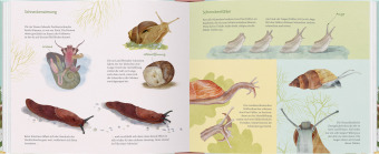 Schau mal, eine Schnecke!