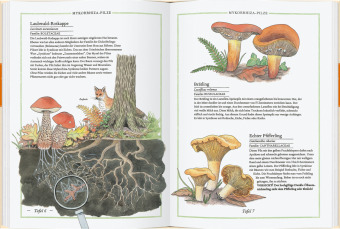 Steinpilz, Trüffel, Pfifferling