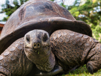CALVENDO Puzzle Eine der über 300 Seychellen-Riesenschildkröten auf Curieuse | 1000 Teile Lege-Größe 64x48cm Foto-Puzzle für glückliche Stunden